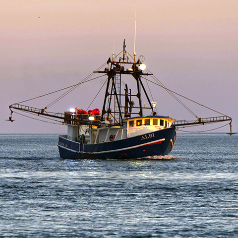 Sustainable Seafood: Cooking with a Conscience