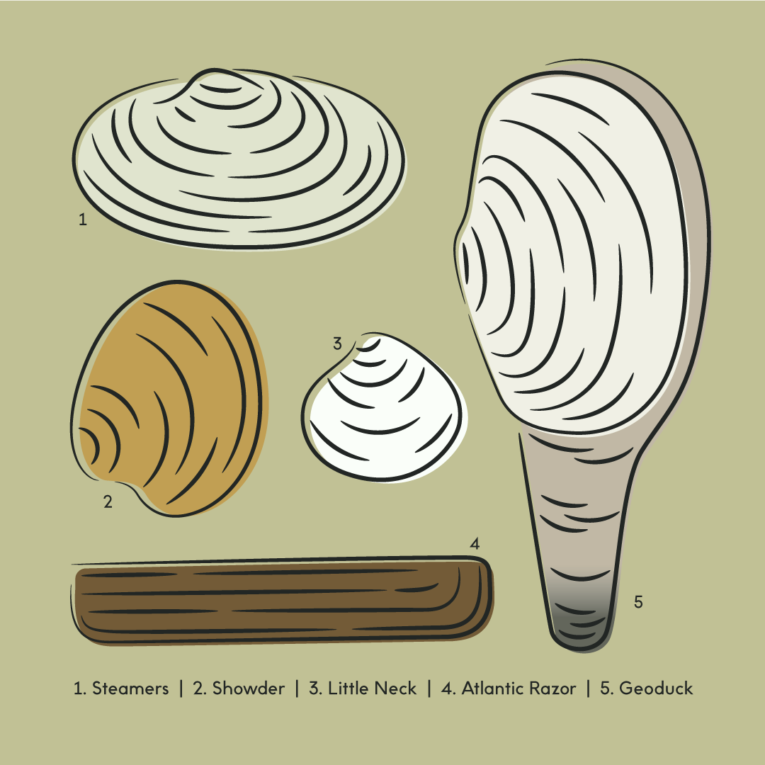 Different Types of Clams